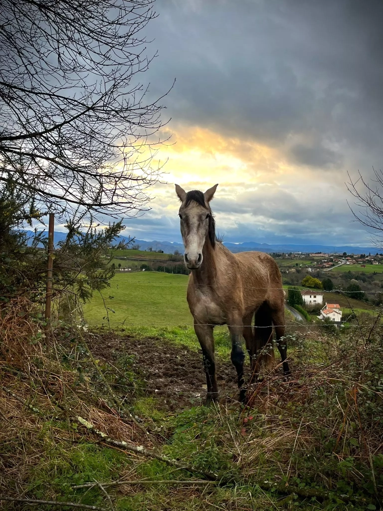 caballo